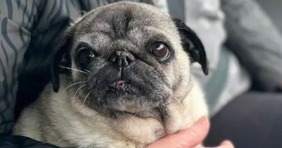 Derry pug had to be resuscitated after collapsing and 'turning blue' due to poor breathing