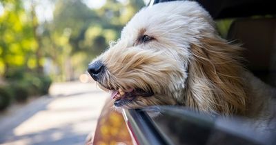 Owners could be hit with £5,000 fine for letting dog stick head out car window