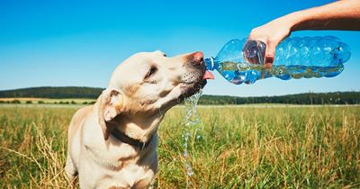 Vet warns dog owners about TikTok heatwave hacks that could be fatal