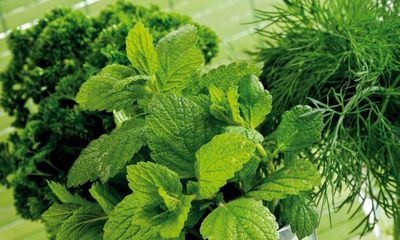 Dill or no dill? Herb prices rocket in Australia but consumers told to bide their thyme