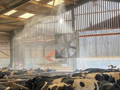 Farmers install misting system and carry out extra checks on cattle amid heatwave