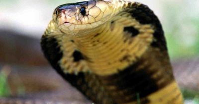 Exotic pet craze leads to rise in number of snakebites recorded in Britain