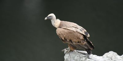 It was long thought these fossils came from an eagle. Turns out they belong to the only known vulture species from Australia