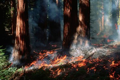 Saving trees from fire with more fire