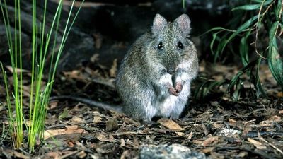 State of the Environment report highlights mammal extinctions and bushfires as WA worries