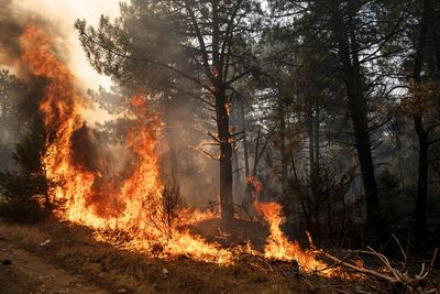 Europe engulfed by heat, wildfires