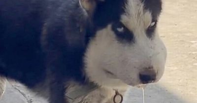 Pet Husky's face swells up like 'Snoopy' after devastating bite from venomous snake