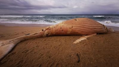Whale beached at Mallacoota not albino, environment authorities confirm