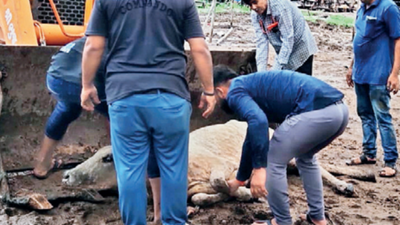 Lumpy skin disease hits cows in Gujarat