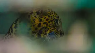 Bengaluru: Pug marks of leopard seen