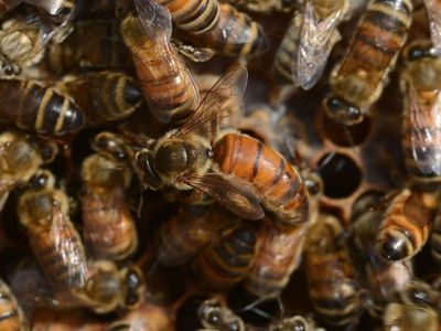 Permit system eases NSW 'bee lockdown'