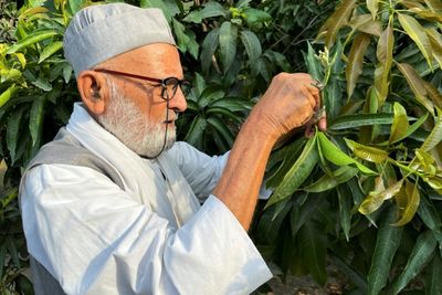 India's mango man, father of 300 varieties