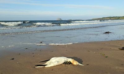 ‘The scale is hard to grasp’: avian flu wreaks devastation on seabirds