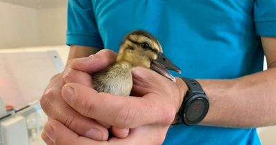 Rare Meller's ducklings get warm welcome at Washington Wetlands Centre