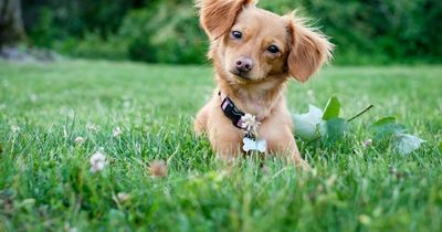 What is CPI and why is it based on the price of dog collars and veggie sausages?