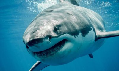 We’re going to need a bigger boat: the rise of the megashark
