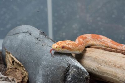 Venomous snake attacks rising in the UK, doctors warn