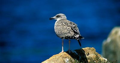 DSPCA issue seagulls warning amid 'high volume' of emergency calls