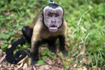 Hunt for monkey that attacked 10 people including a baby in Japan