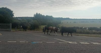 Midlothian drivers dumbstruck as stubborn cows get loose and block commuter road