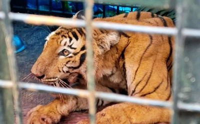 Tigress captured in Wayanad