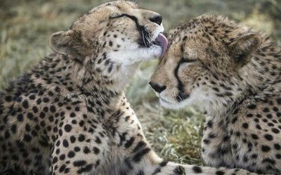 Cheetahs likely to arrive in Madhya Pradesh’s Kuno National Park before August 15