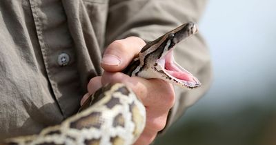 Chilling tale of woman found eaten whole by mega-python cut open by shocked villagers