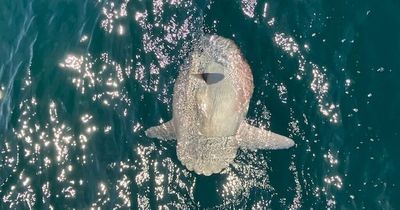 Incredible jellyfish-eating Sunfish spotted in UK waters looks like a huge swimming head