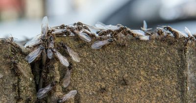 Flying ant day: Expert tips on how to deal with swarms as they prepare to descend on Dublin