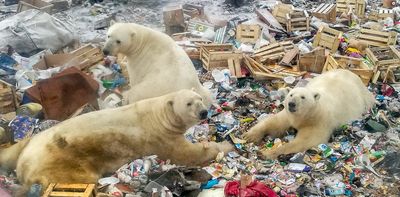 Human garbage is a plentiful but dangerous source of food for polar bears finding it harder to hunt seals on dwindling sea ice
