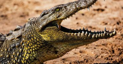 Tourist mauled by crocodile at holiday resort before pal jumped in to rescue him