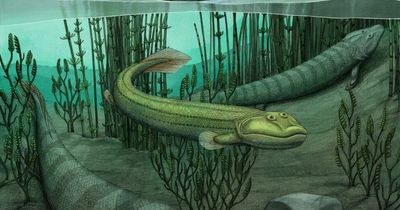 Evolution's 'missing link' is mini alligator that walked on land 375million years ago