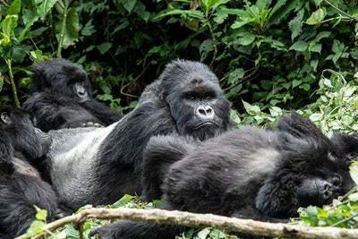 In the wild: a close encounter with mountain gorillas and lions in Rwanda