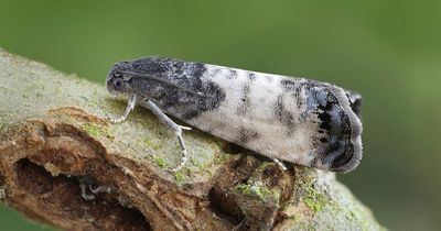 Unusual moth discovered in Lanarkshire nature reserve is a Scottish first