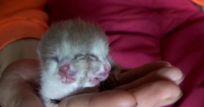 Kitten born with TWO FACES miraculously survives for four days before dying