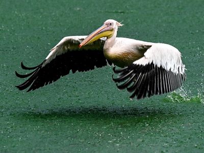 ‘Drunk’ man arrested for running around with pelican at Idaho campground