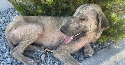 Family's Turkish dog rescue mission after 'falling in love' with abandoned pup