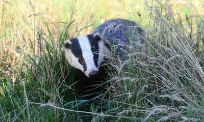 Experts call for stop to badger cull as link to bovine TB is contested