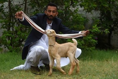 This goat is all ears. REALLY! They may be the longest in goat history