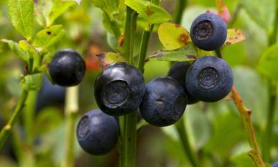 Bilberry-picking tips that will bear fruit