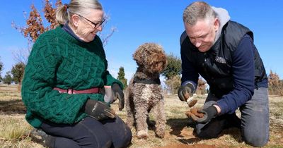 From the dirt to Parliament House: on the hunt for truffles