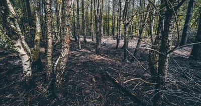 Pictures show aftermath of huge heatwave fire in Delamere Forest