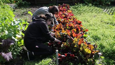 Green finger revolution blooms as rising cost of living drives people to grow their own food
