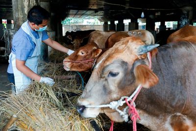 New Zealand steps up border protections against foot and mouth disease