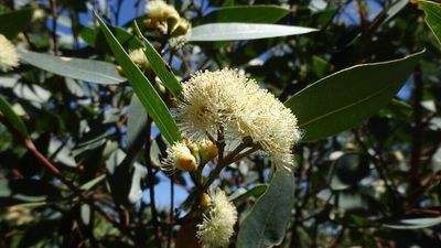 Eucalypt found only in Sydney suburbs confirmed as new species
