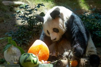 World's oldest male giant panda dies at age 35 in Hong Kong