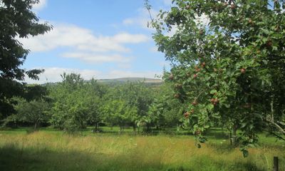 Country diary: It’s picking season at this orchard of rarities