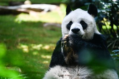 An An, world’s oldest male panda in captivity, dies at 35