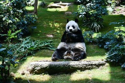 Longest-living male giant panda in captivity An An dies at 35