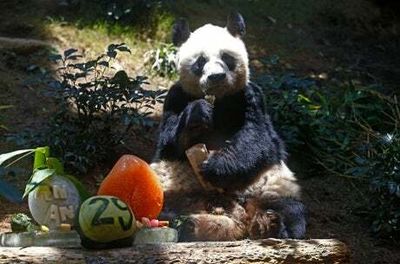 World’s oldest-ever captive male giant panda dies